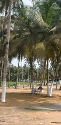 abidjan coastal